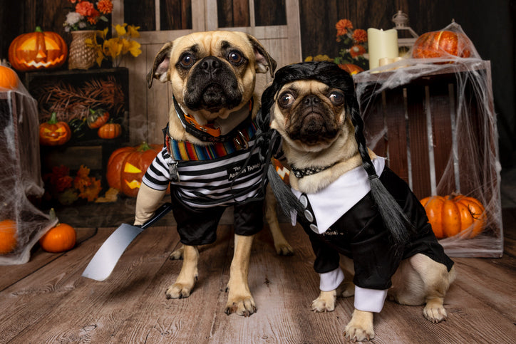 Two dogs wearing Halloween costumes pose among pumpkins, jack-o’-lanterns, and decorative cobwebs.