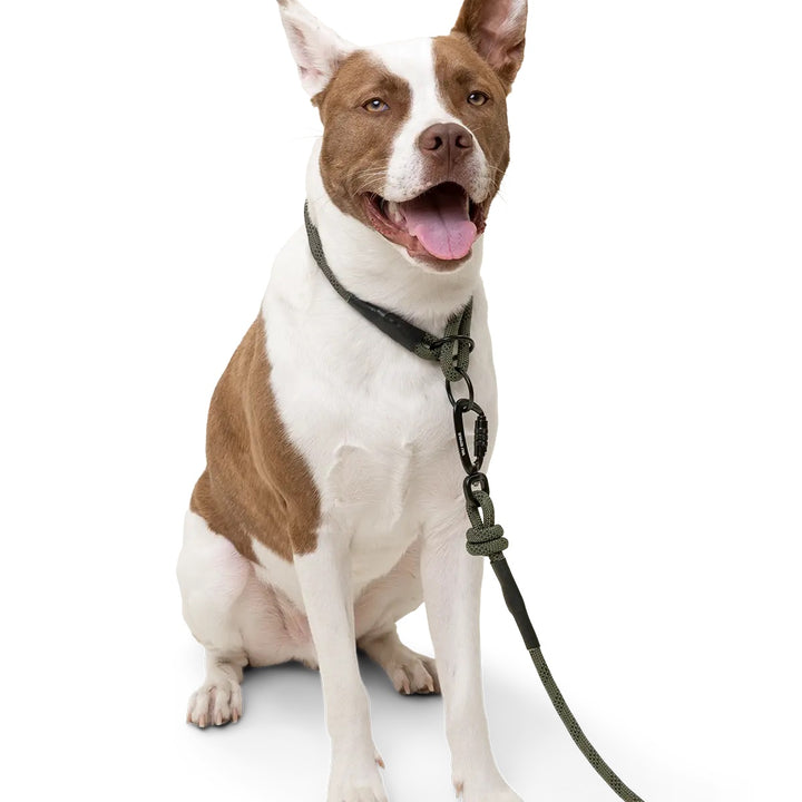 dog wearing leash