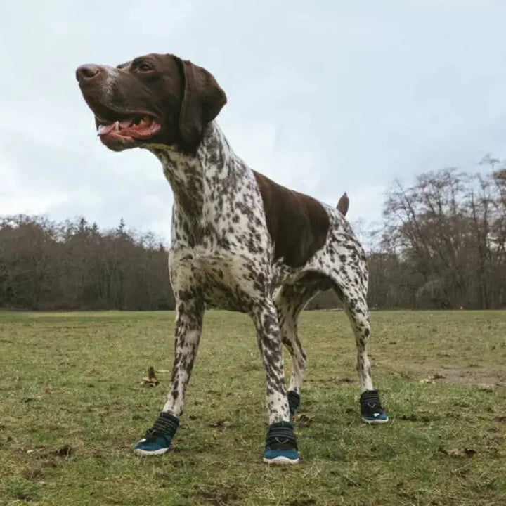 Dog standing on a grassy field wearing teal adventure boots
