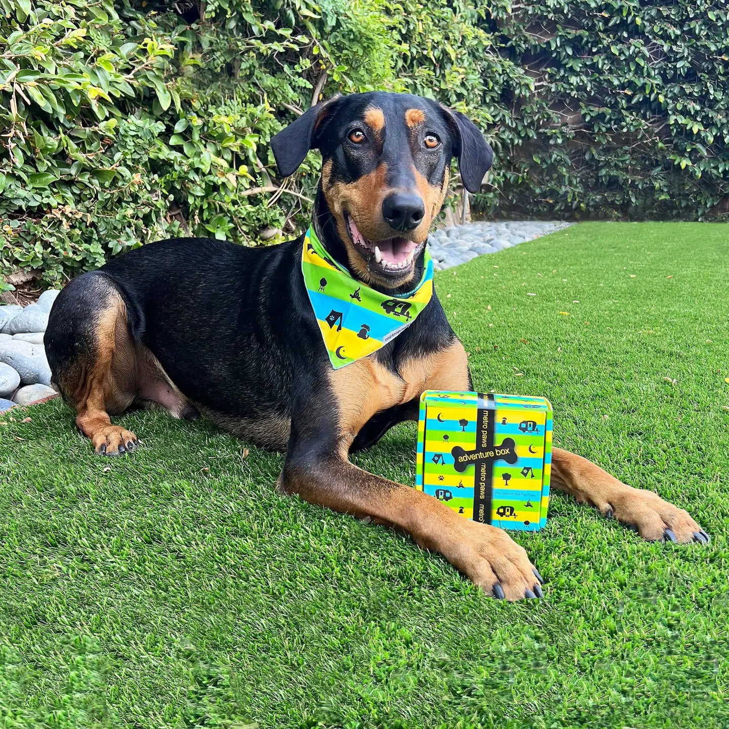 Dog lying on grass next to a box with a colorful design