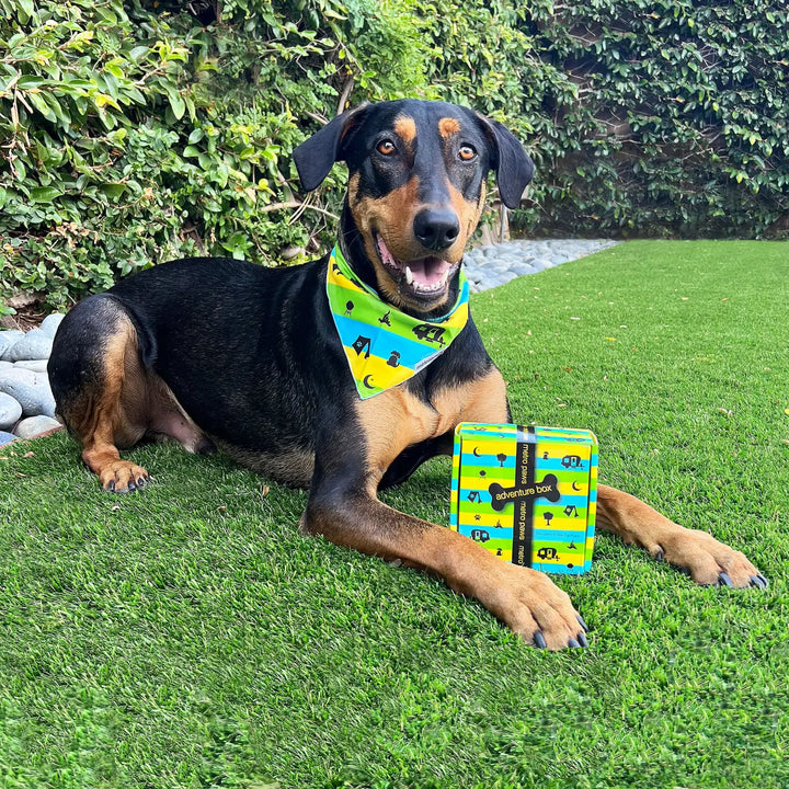 Dog lying on grass next to a box with a colorful design