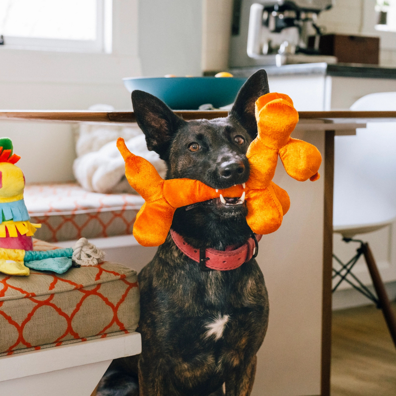 Dog holding a balloon shaped dog toy in its mouth indoors.