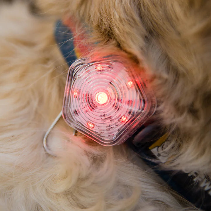 beacon light on dog