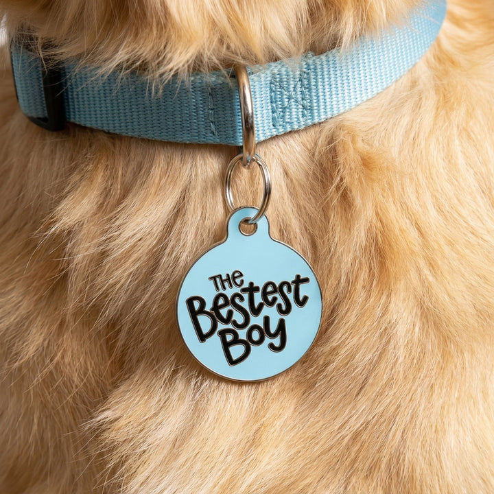 Dog collar with a blue tag reading 'The Bestest Boy' on a fluffy dog's fur.