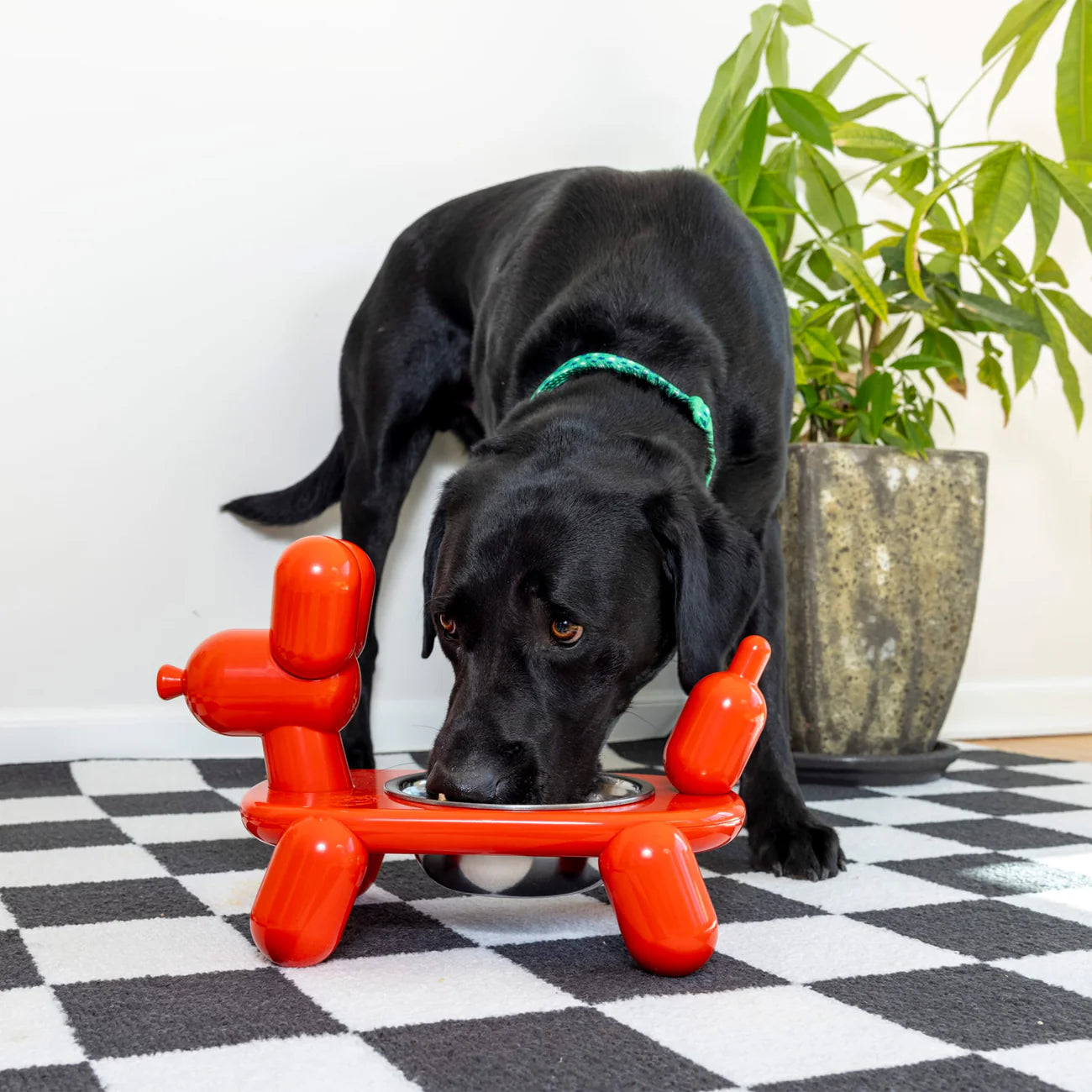 Black dog playing with a red dog toy on a checkered floor.
