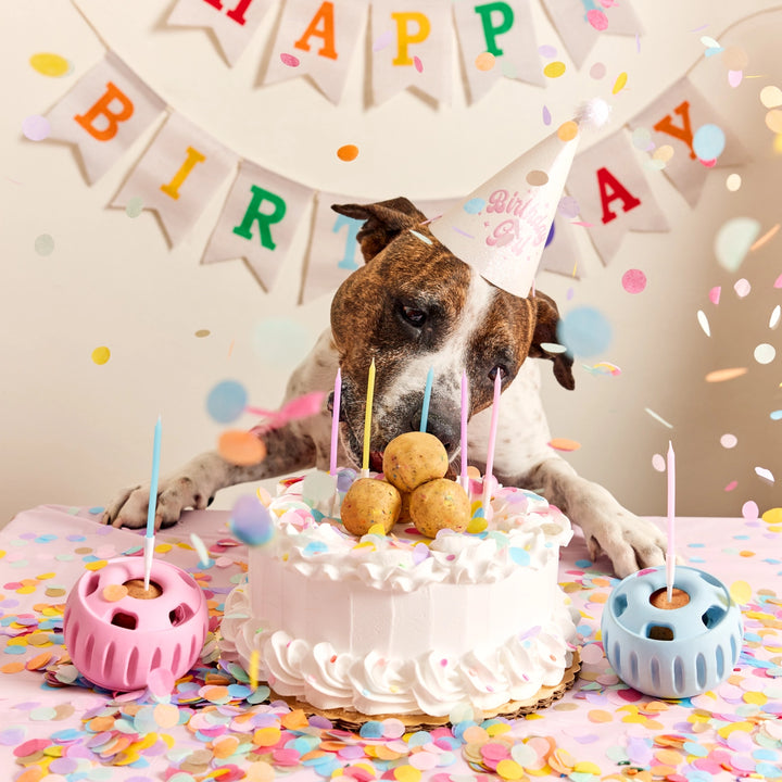 Dog celebrating a birthday with a cake, candles, and confetti.