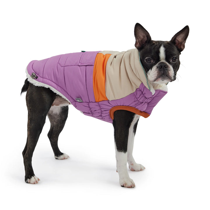 Boston terrier dog wearing a purple, orange and beige puffer coat