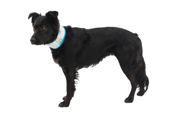 Black dog wearing a blue collar with a pattern on a white background