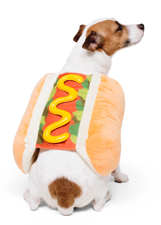 A small dog wearing a plush hot dog costume, photographed from behind against a clean white background.