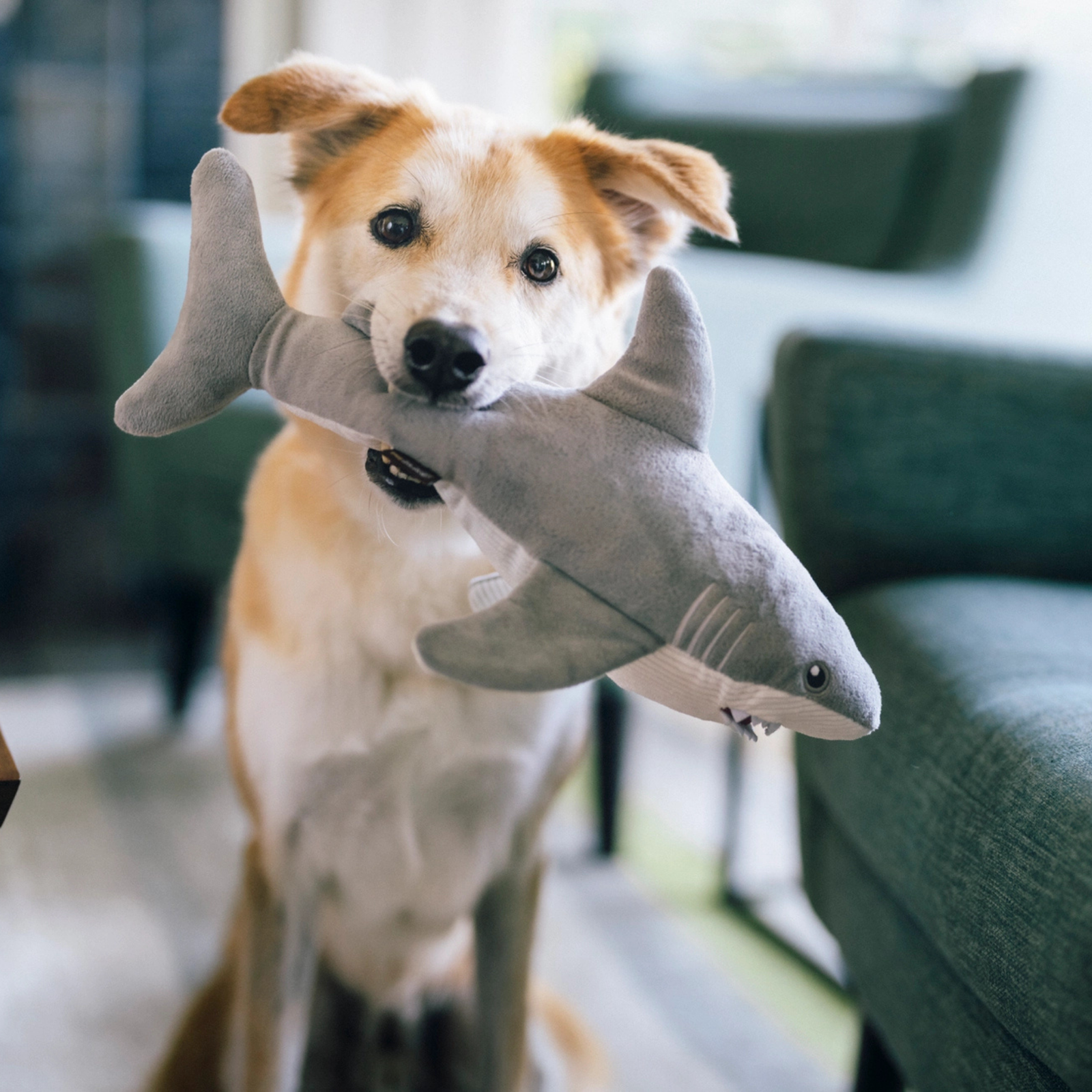 Dog holding shark toy in mouth