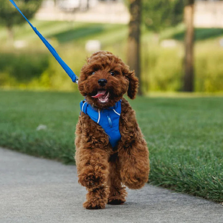 Ruffwear leash worn by dog