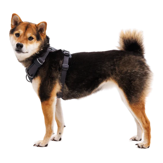 Dog wearing gray harness