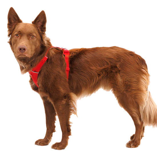 DOg wearing red harness