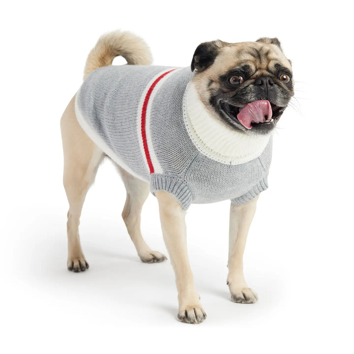 Dog wearing a gray sweater with a white collar and red stripe on a white background
