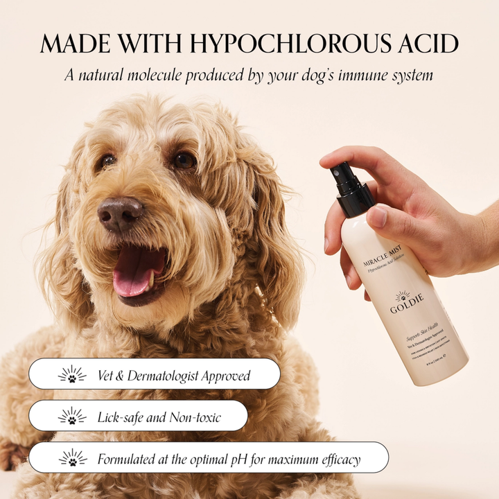 Dog with a bottle of GOLDDIE product and text about hypochlorous acid