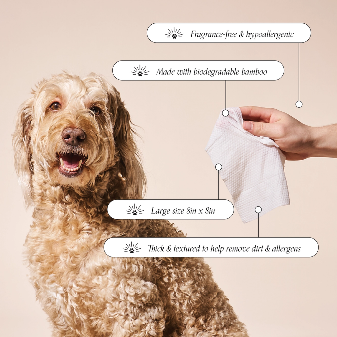 Dog with a goldies wipes features on a beige background