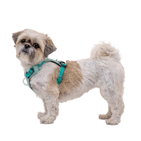 Small dog wearing a teal harness on a white background with text about girth measurement.