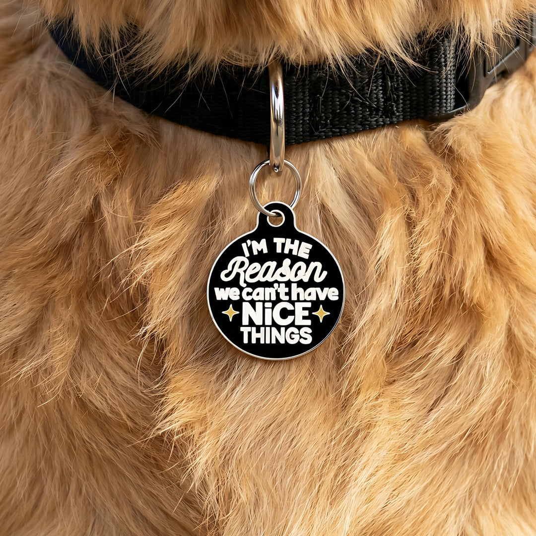 Dog collar with a humorous pet tag on a fluffy dog.