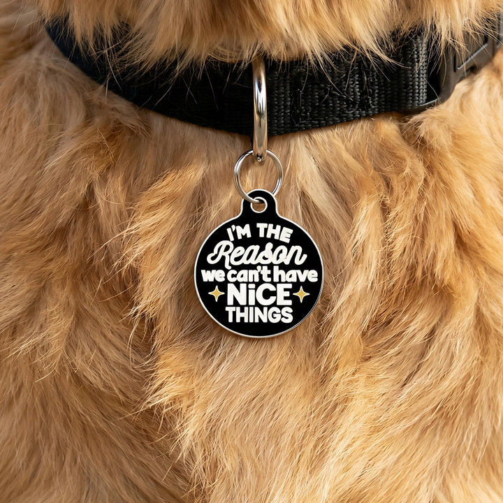 Dog collar with a humorous pet tag on a fluffy dog.