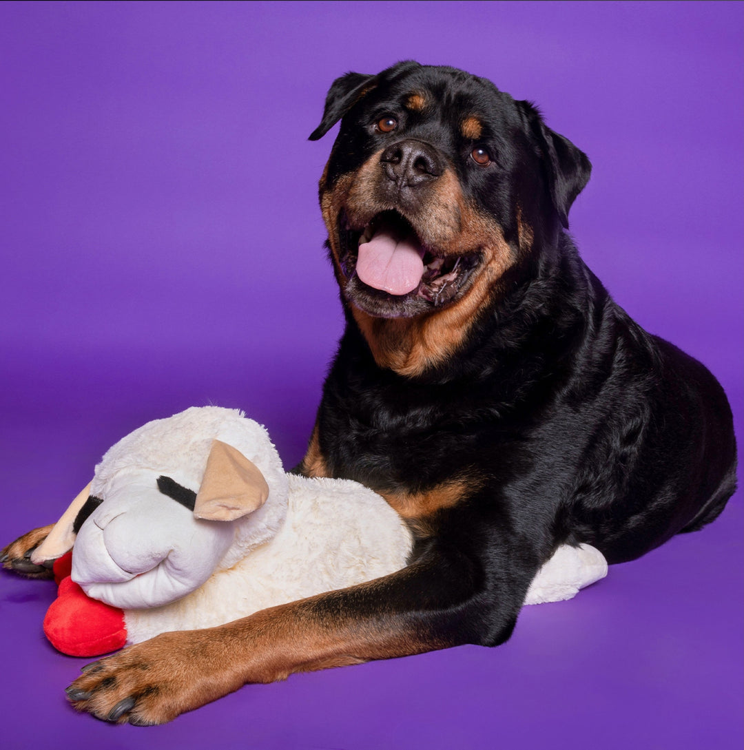 Big dog lying next to a Lamb Chop large plush toy on a purple background