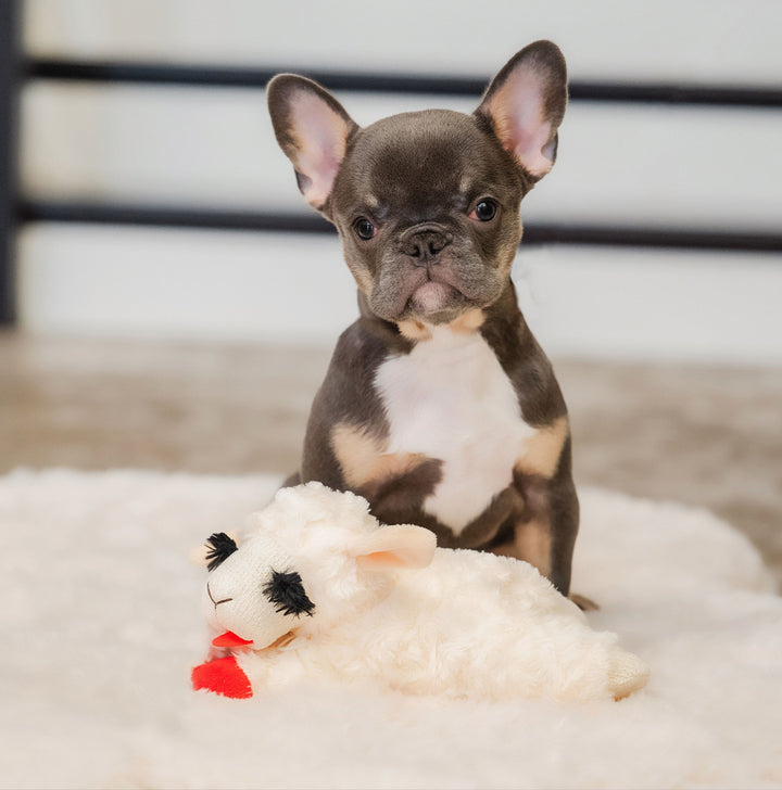 Small black, white and brow dog sitting next to a plush Lamb Chop stuffed toy