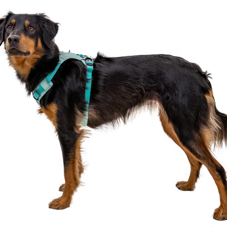 Dog wearing a harness with text about dog's measurements on a white background