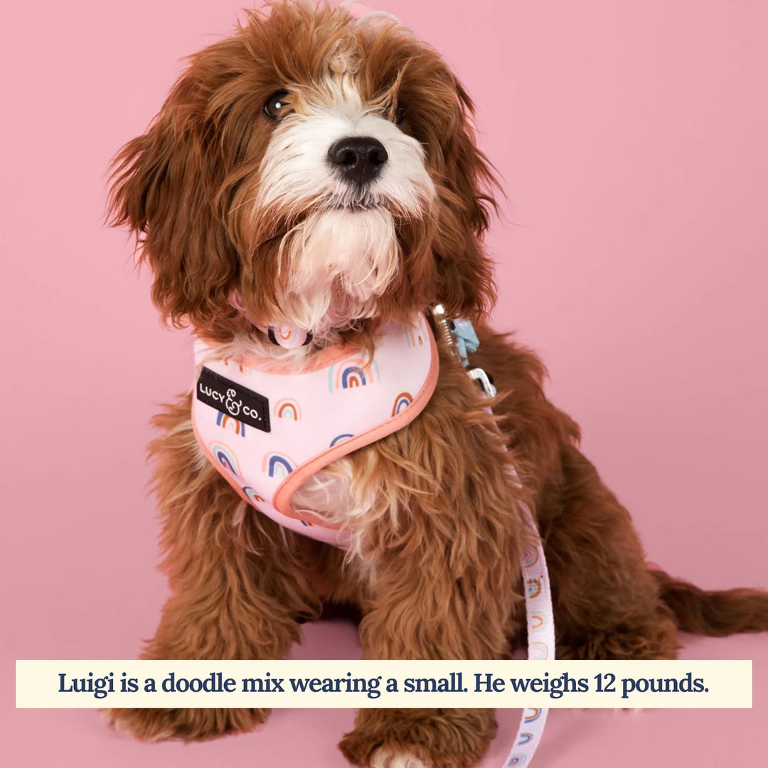 Brown and white doodle mix dog wearing a colorful harness on a pink background