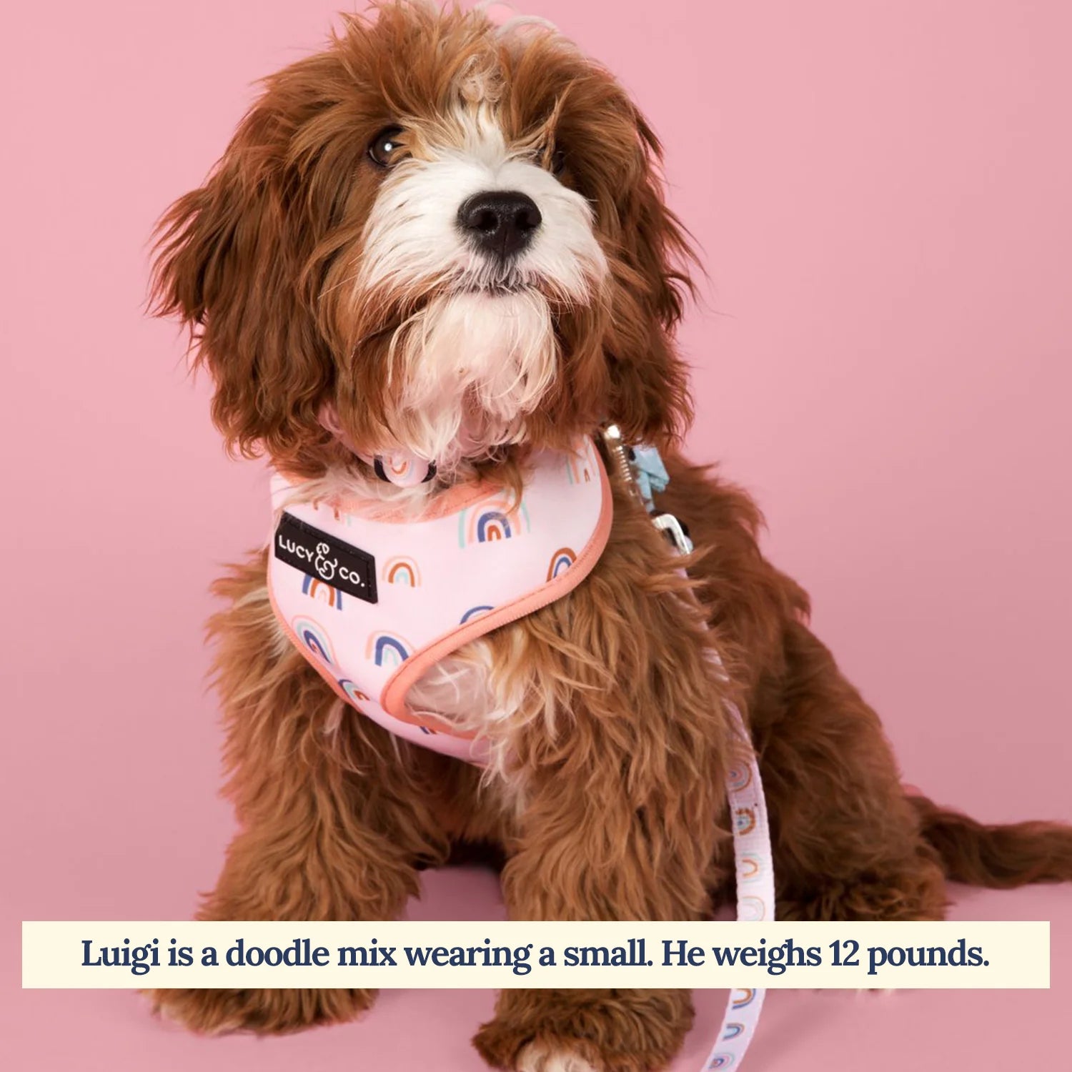 Brown and white doodle mix dog wearing a colorful harness on a pink background