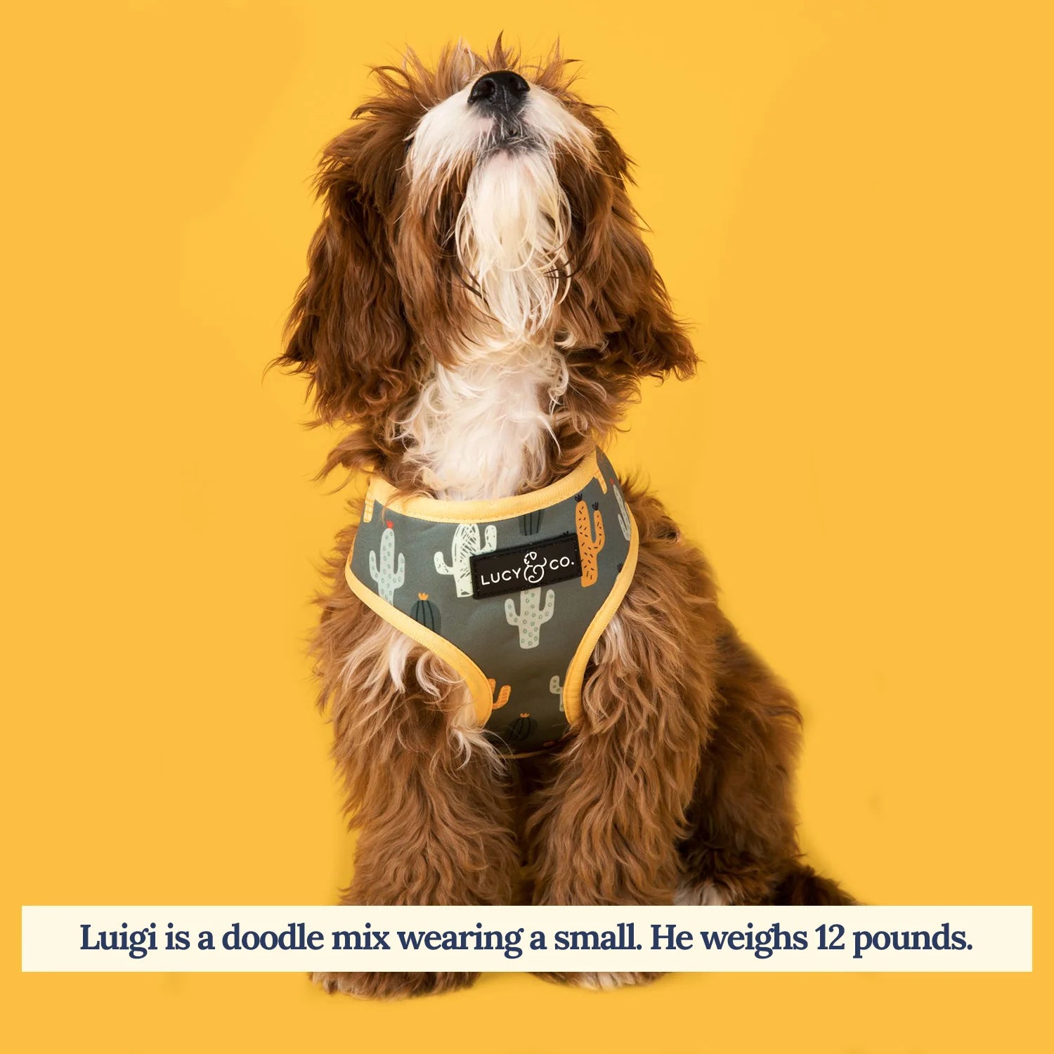 Dog wearing a harness with a cactus pattern reversible harness on a yellow background