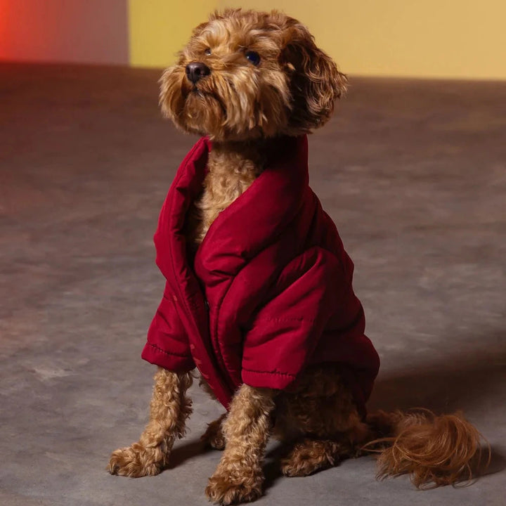 Small dog wearing a wrap puffer coat sitting on a gray floor with a colorful background