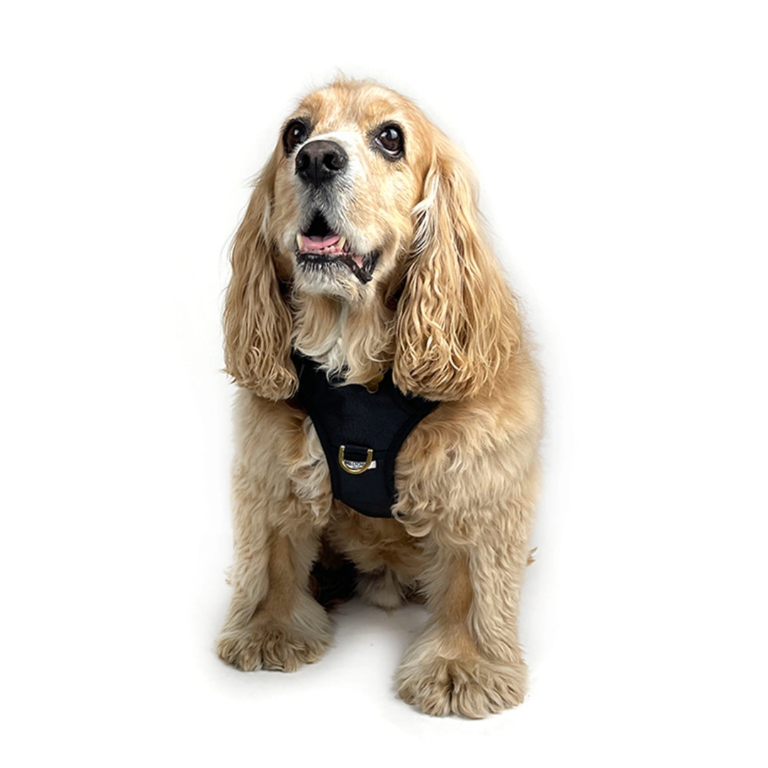 Dog wearing a black harness on a white background