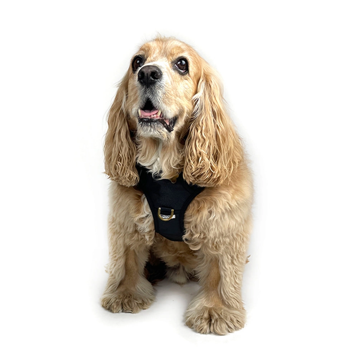 Dog wearing a black harness on a white background