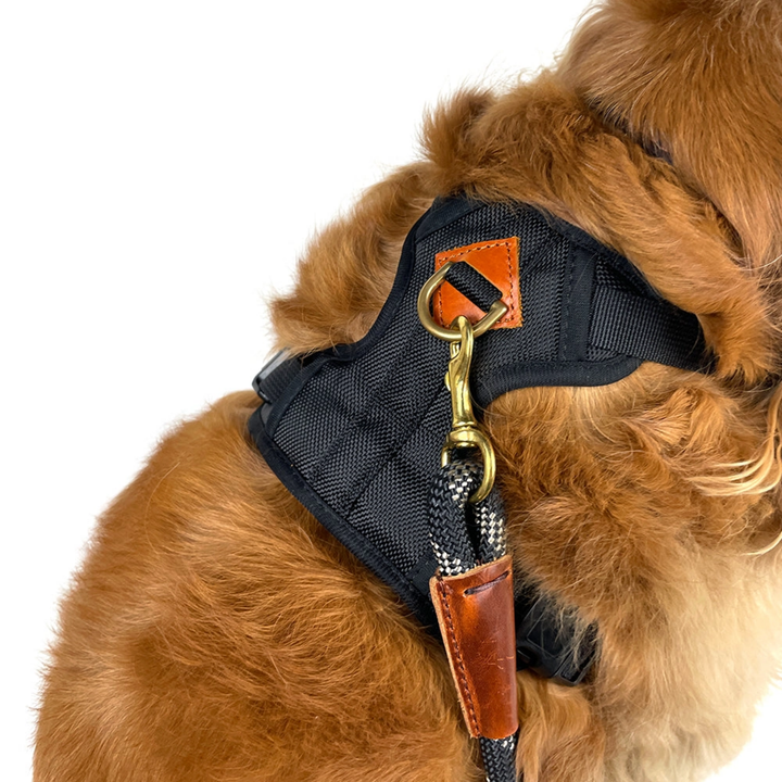Dog wearing a black harness with brown leather straps on a white background