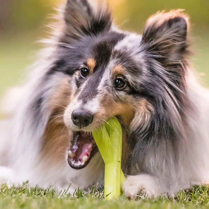 Dog chewing on a zoomierex fantastug in a grassy outdoor setting