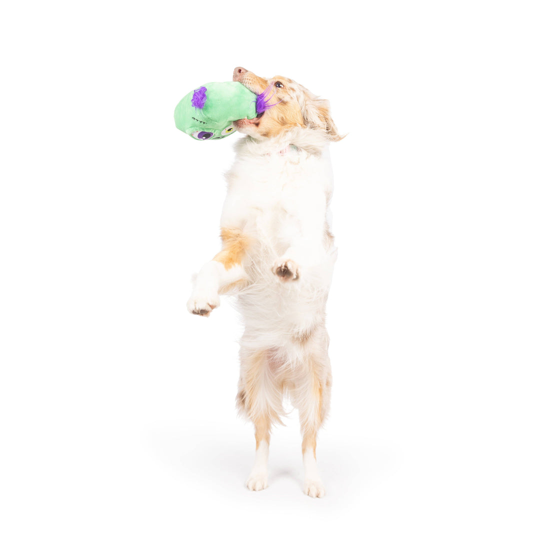 Dog playing with a green toy on a white background