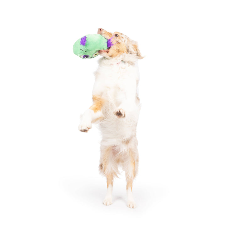 Dog playing with a green toy on a white background