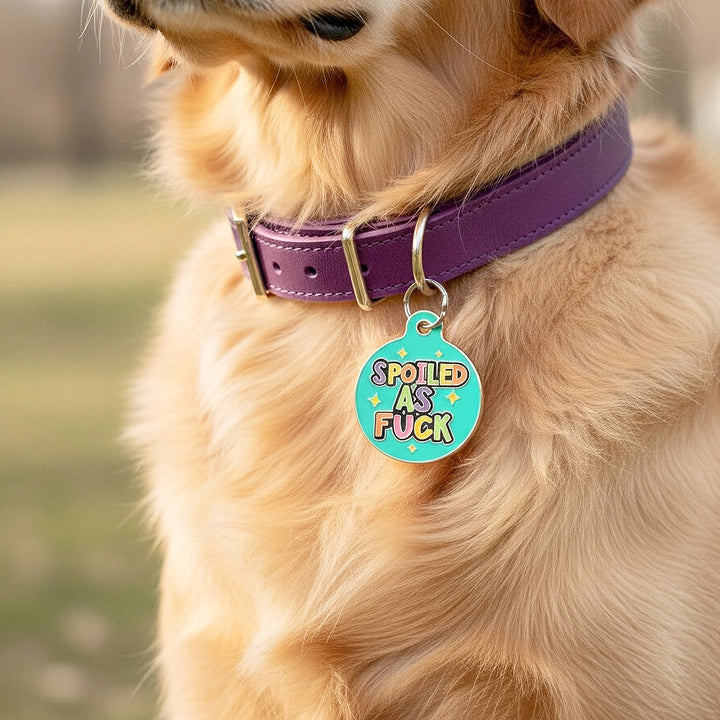 Dog wearing a purple collar with a humorous teal tag outdoors