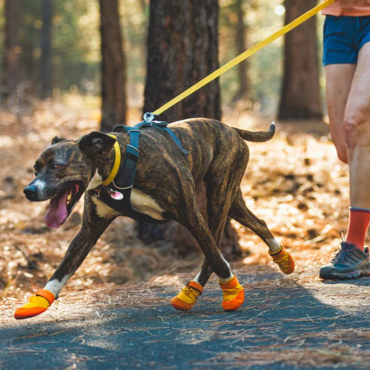 Dog running on a leash with a person in a forest setting