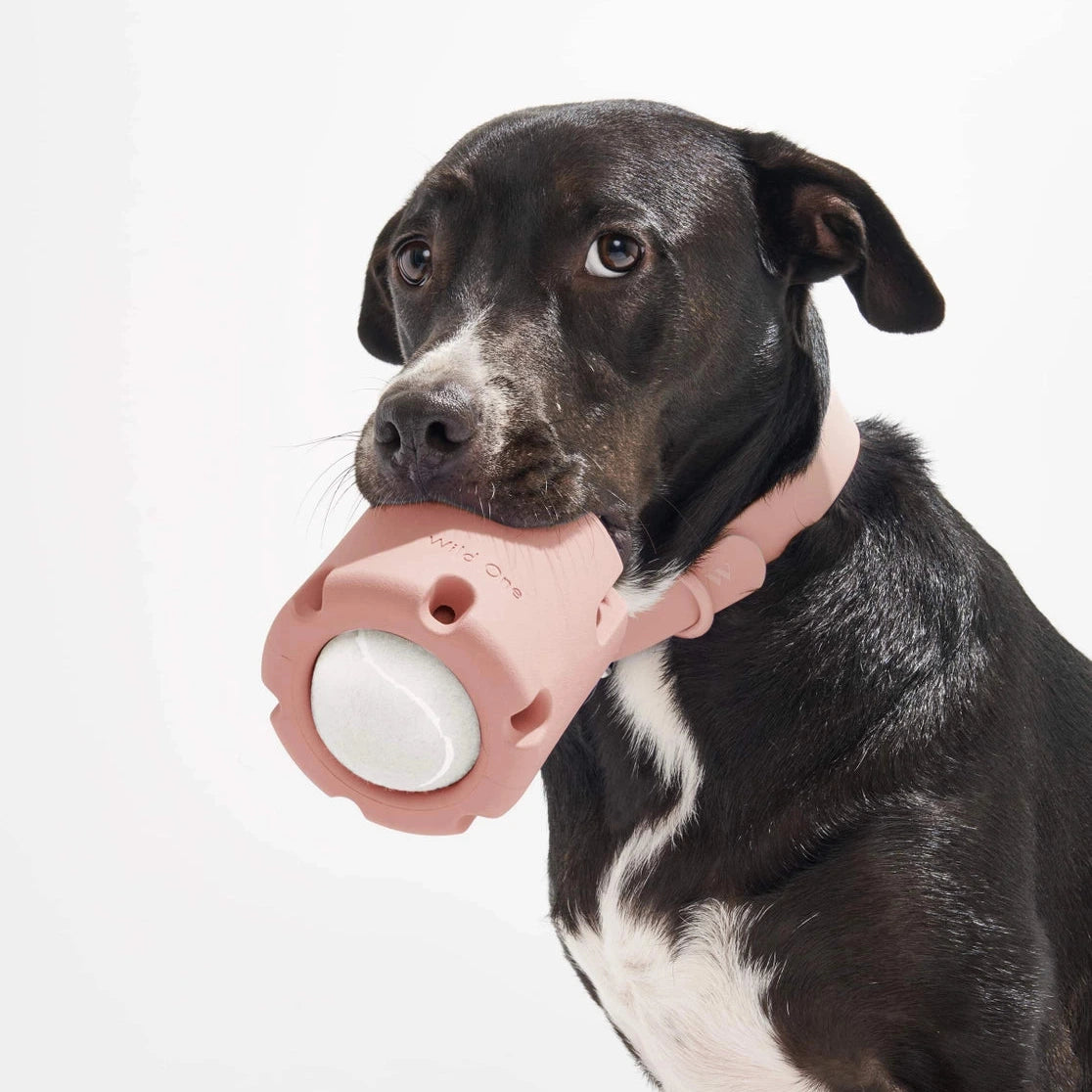 Dog holding a pink and white tennis tumble in its mouth against a white background