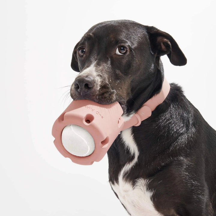 Dog holding a pink and white tennis tumble in its mouth against a white background