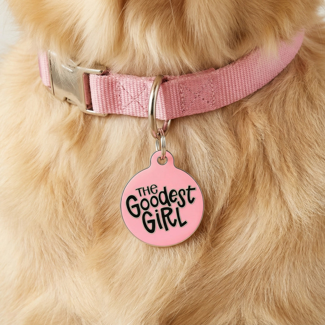 Dog collar with a pink tag reading 'The Goodest Girl' on a fluffy beige dog.
