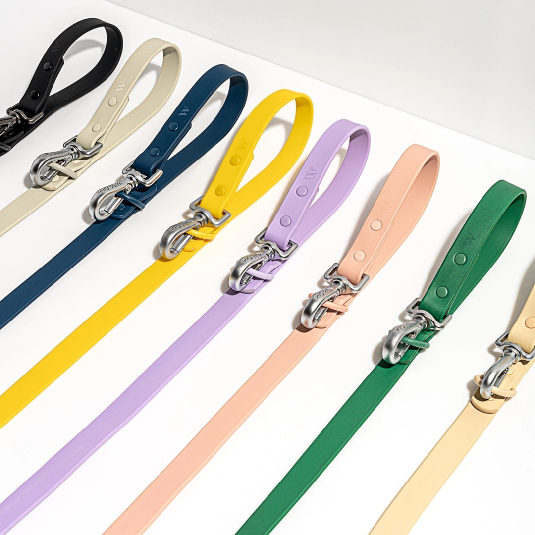 Set of colorful dog leashes with silver clasp on a white background