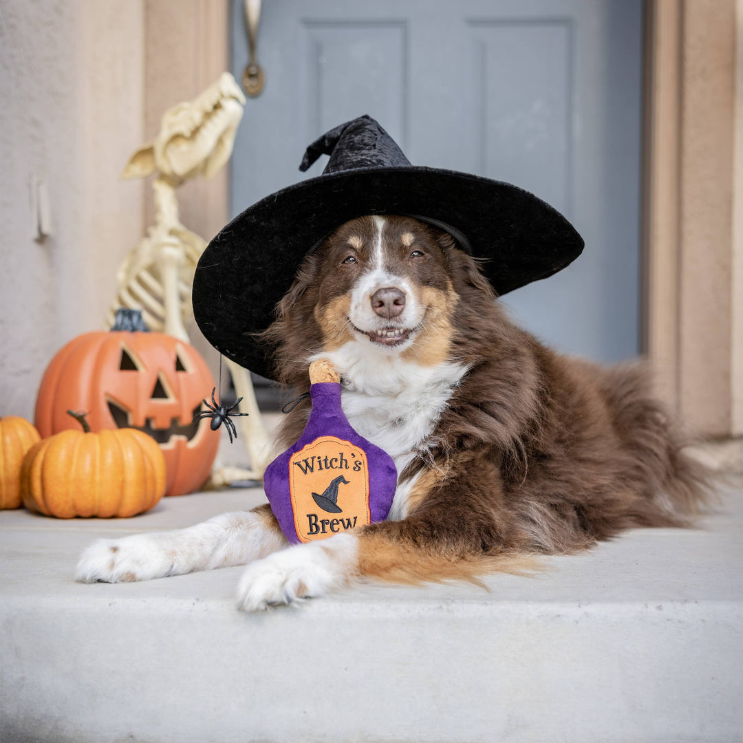 Dog wearing a witch hat posed with the Huxley & Kent Witch’s Brew plush toy beside Halloween pumpkins.