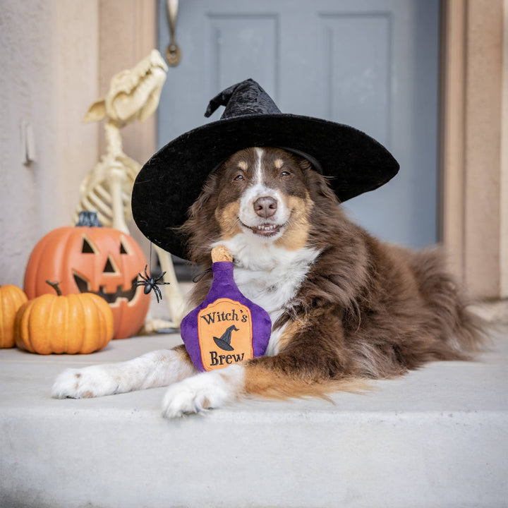 Dog wearing a witch hat posed with the Huxley & Kent Witch’s Brew plush toy beside Halloween pumpkins.