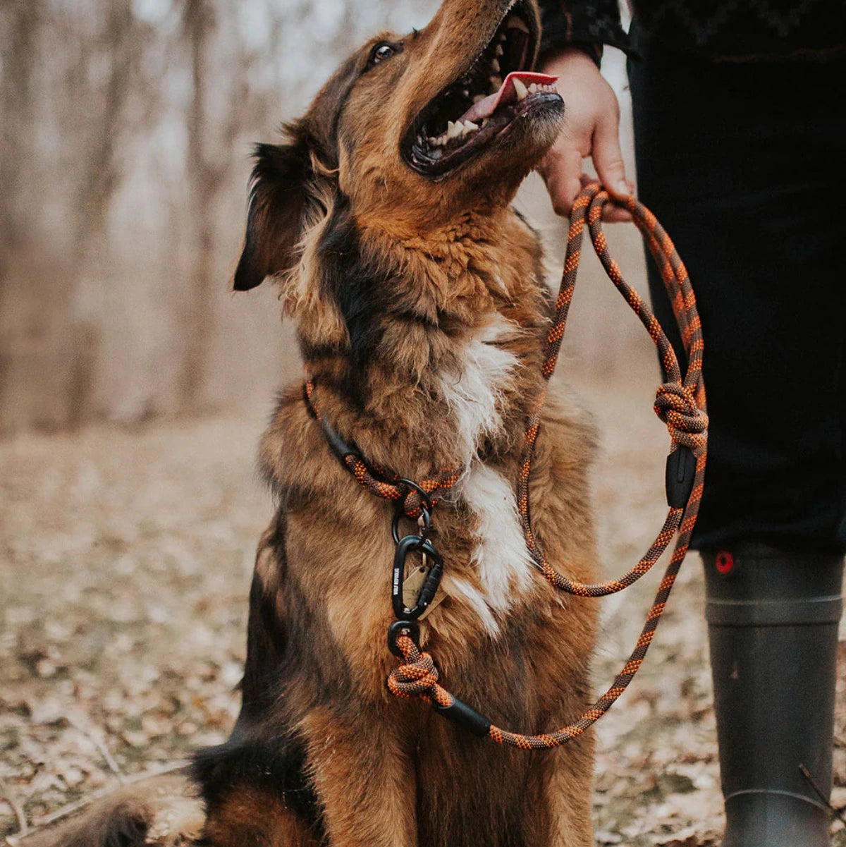 Dog on an Alpine leash in the color whisky with a person in a forest setting