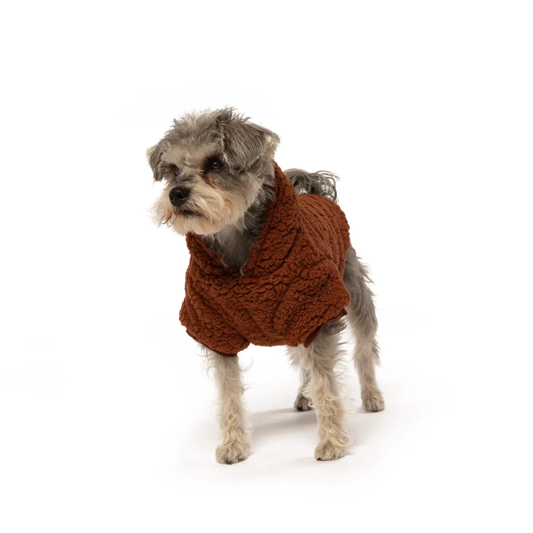 Dog wearing a brown sweater on a white background