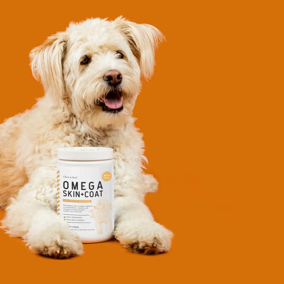 Dog sitting next to a container of Omega Skin Coat supplement on an orange background
