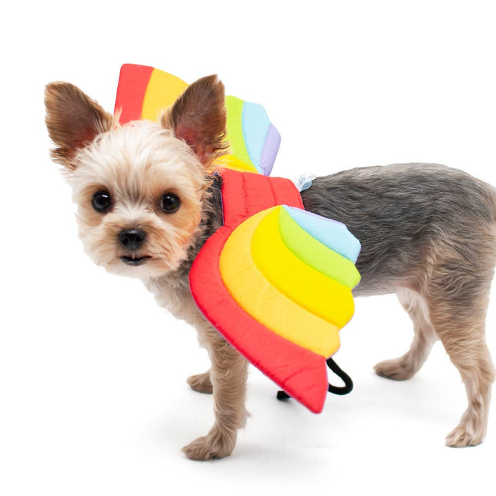 Small dog wearing a colorful butterfly costume on a white background