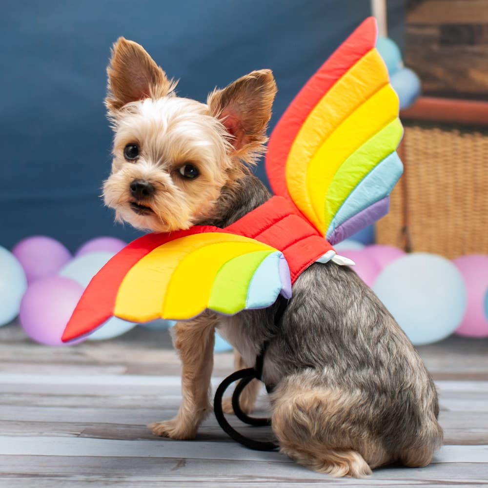 Small dog wearing colorful butterfly wings with a blurred background of balloons.