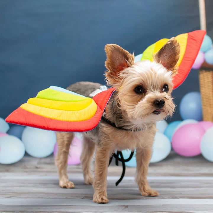 Small dog wearing a rainbow-colored cape with balloons in the background